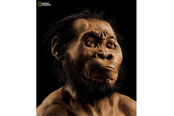 Paleoartist John Gurch spent some 700 hours recreating the head of Homo naledi based on bone scans.  Photo: Mark Thiessen from National Geographic